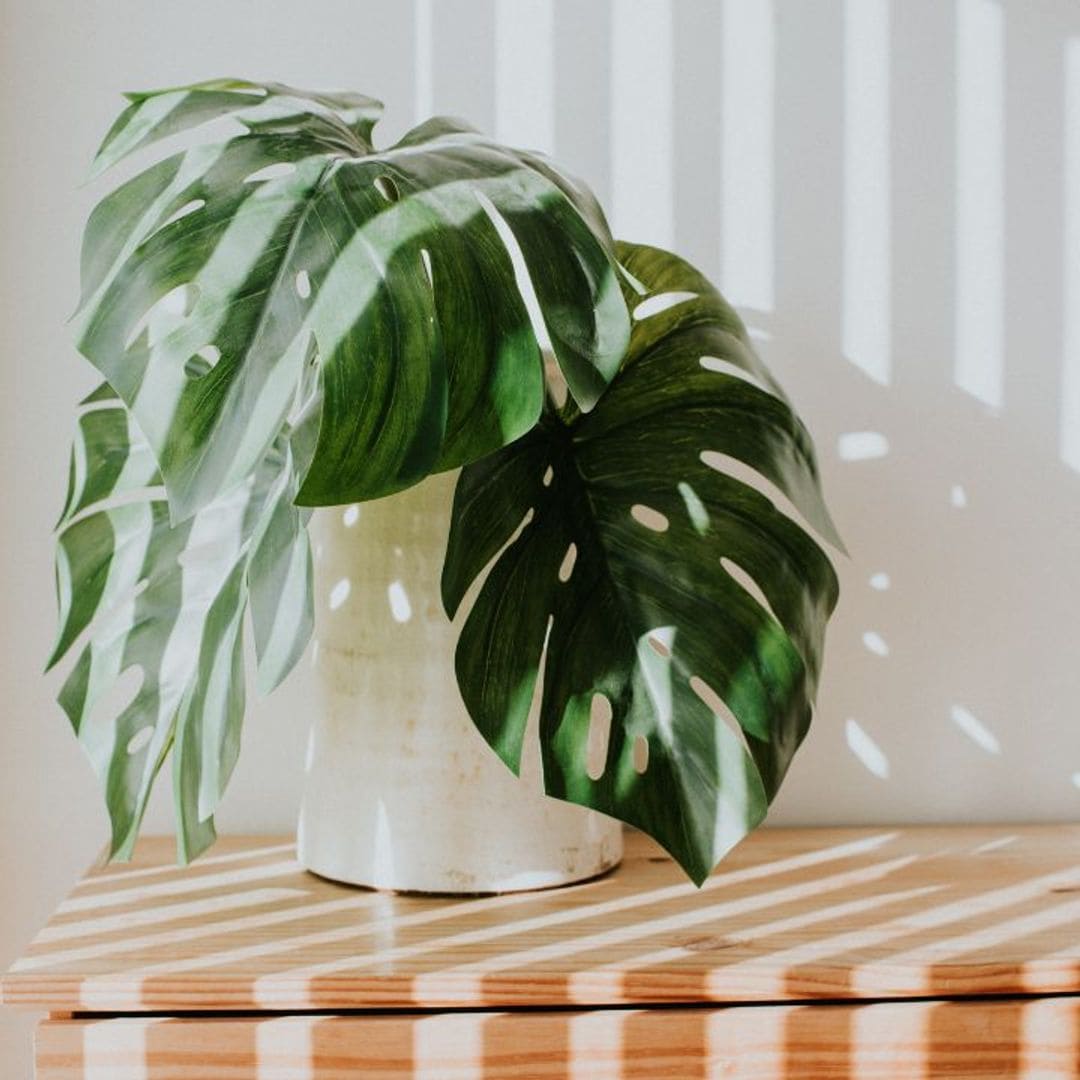 Las 10 mejores plantas artificiales que, son tan bonitas, ¡que ni lo parecen!