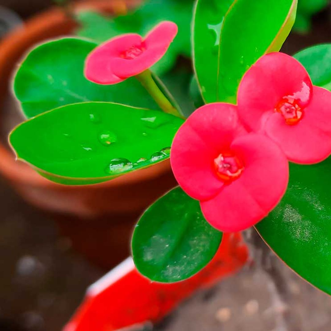 Espina de Cristo, una suculenta con vistosas flores durante todo el año