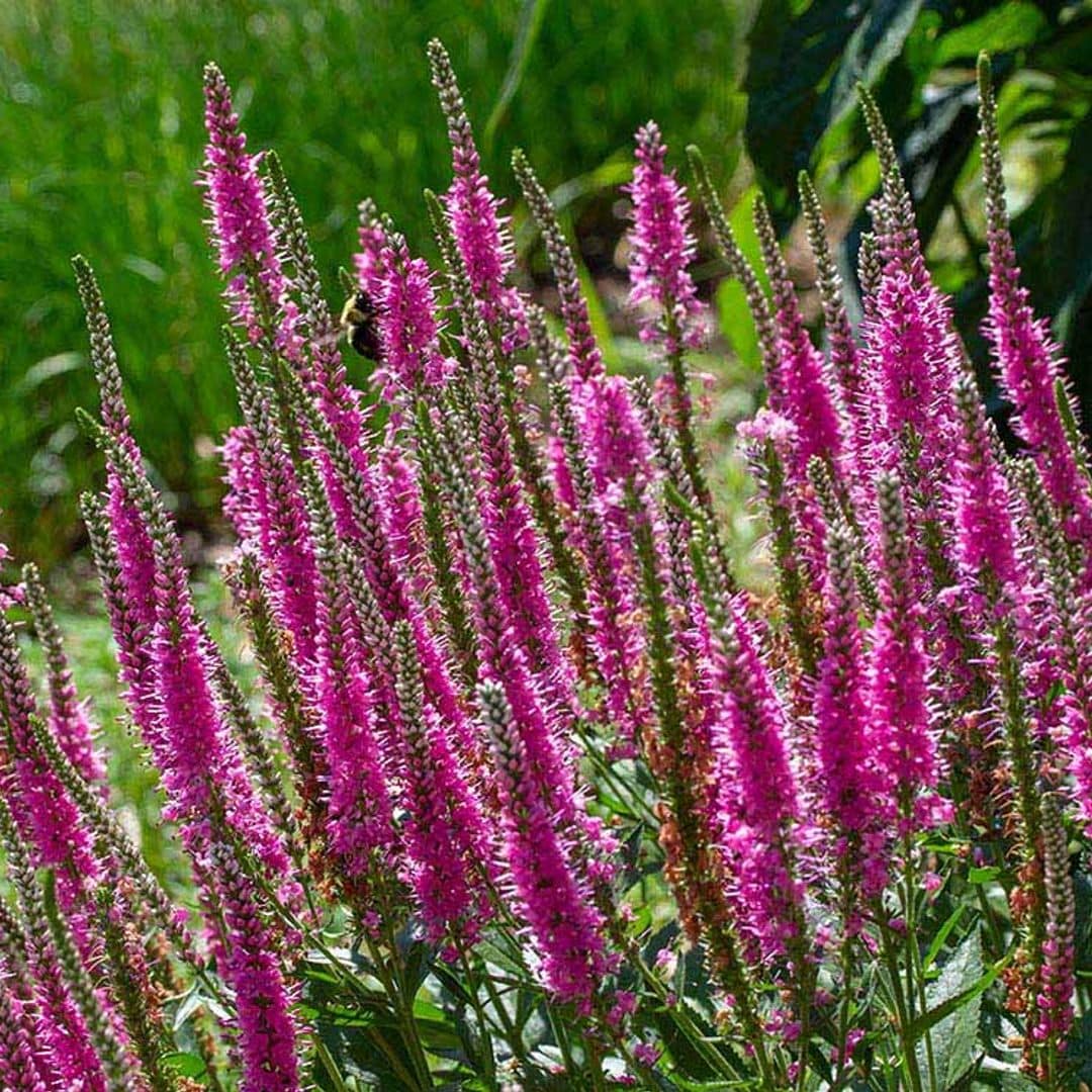¿Quieres un arbusto espectacular para tu jardín? Aprende a cultivar verónica
