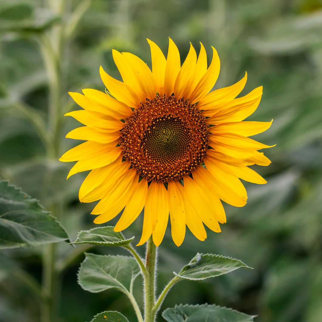 Inunda tu casa de color y vitalidad con girasoles