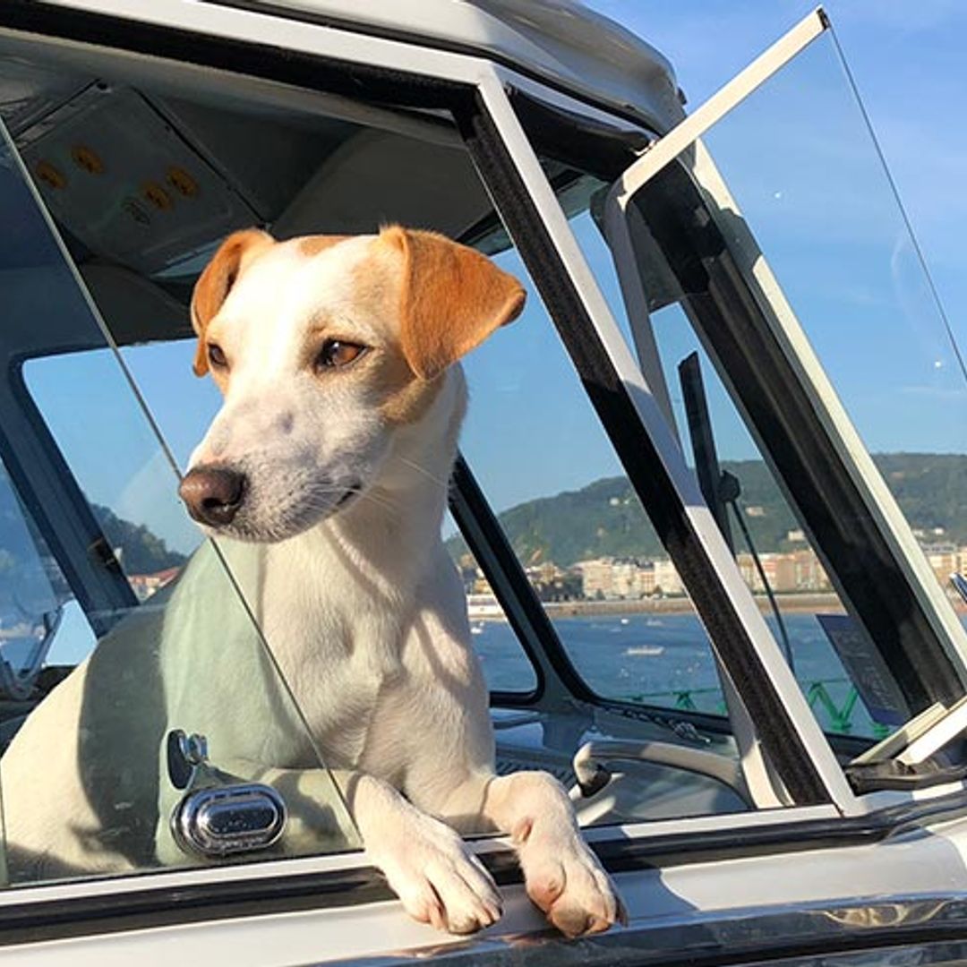 Pipper, el perro 'influencer', nos recomienda 12 destinos ‘dog friendly’ para 2020