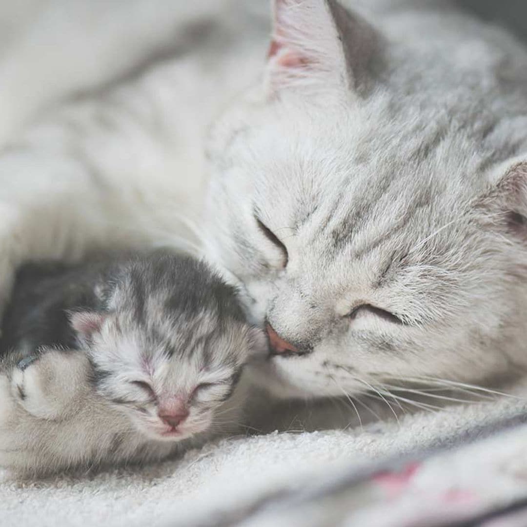 Gato europeo vs. gato americano, ¿cuál ganaría?
