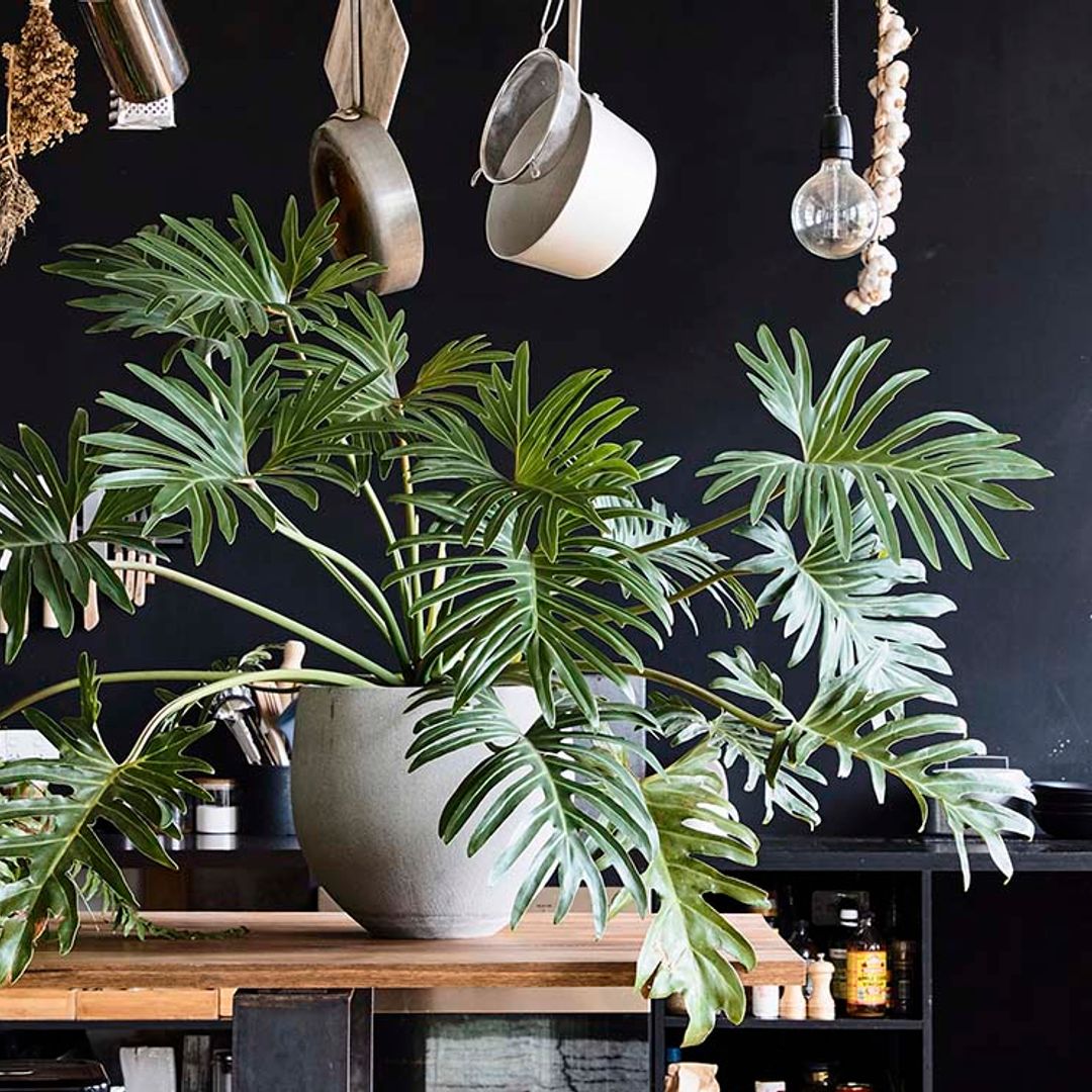 Plantas de interior que son tendencia en decoración