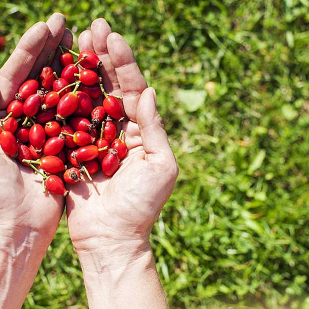 Rosa mosqueta, el 'oro rojo' para las articulaciones