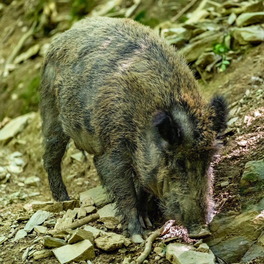 Blindaje total en Barcelona: UME y 250 agentes para frenar el brote de peste porcina