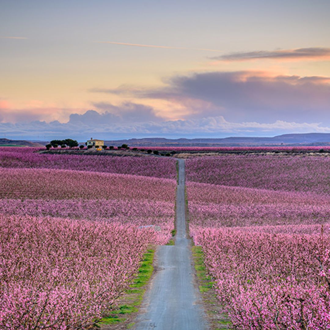 El mar de color rosa de Aitona, el mejor anuncio de la primavera