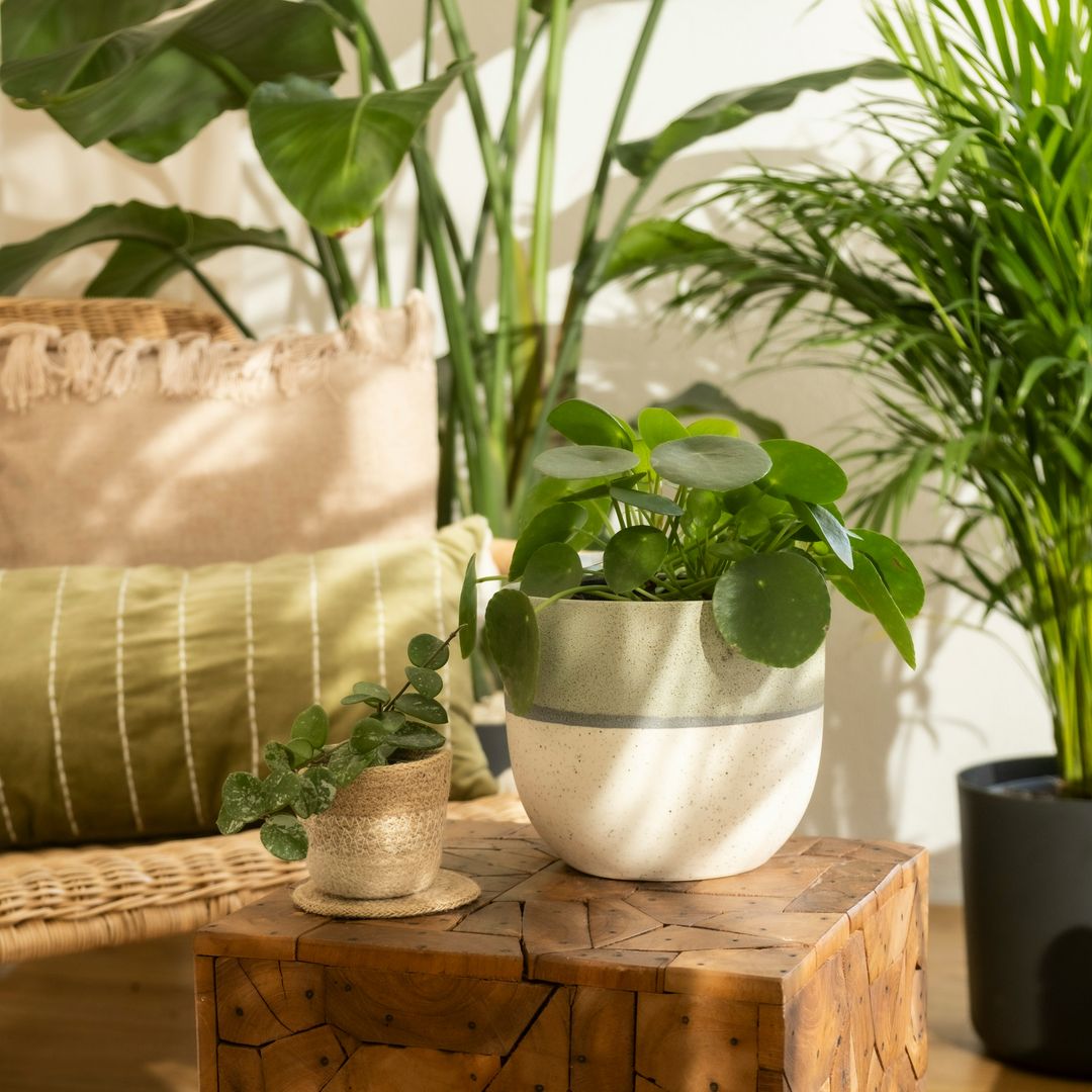 Por qué tus plantas de interior se mueren aunque las riegues: los errores más frecuentes