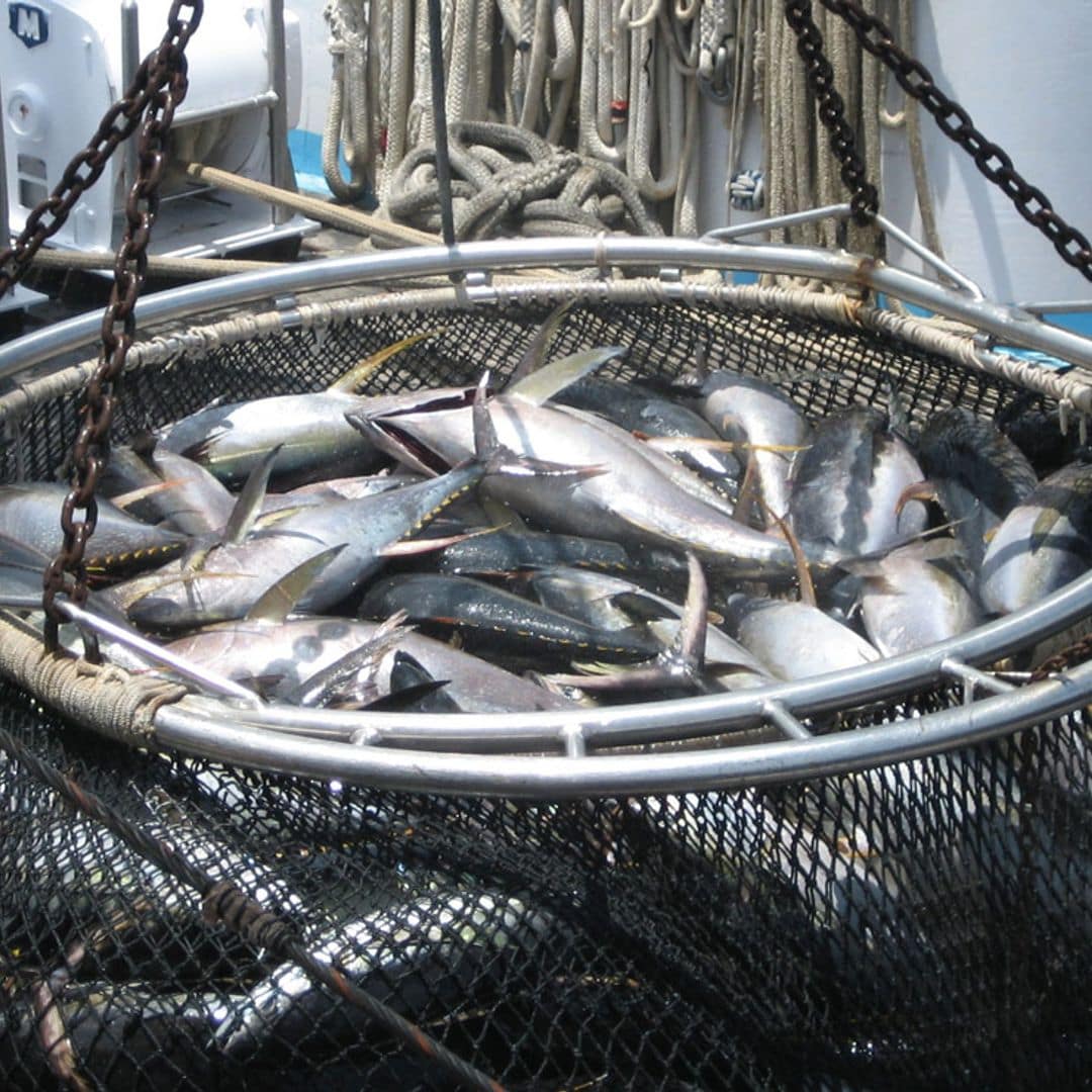 Cómo cuidar del medio ambiente consumiendo pescados sostenibles
