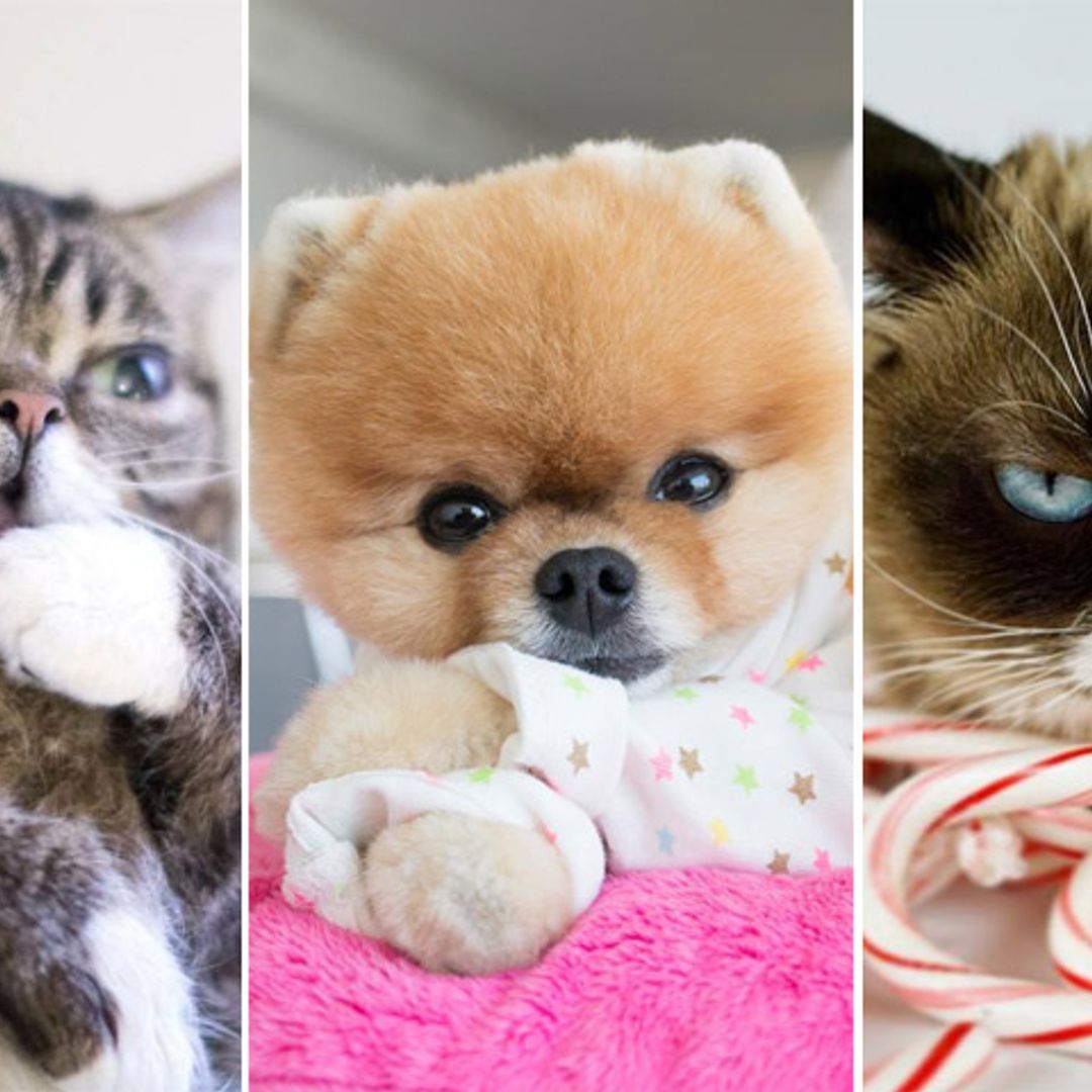 No solo las 'celebs' triunfan en las redes: las mascotas más adorables con millones de 'followers' en Instagram