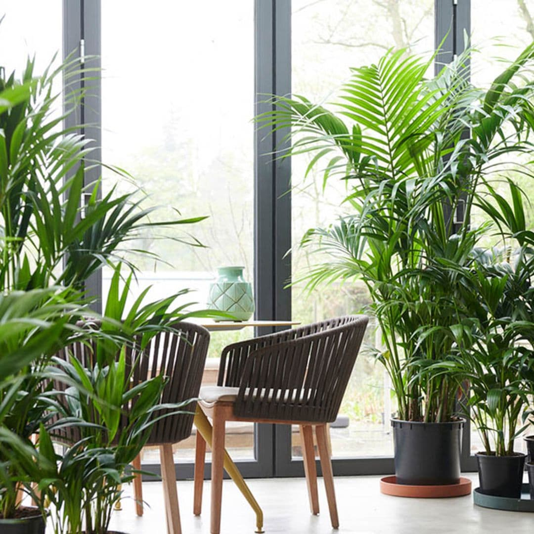Kentia, la reina de las plantas de interior en tamaño 'XXL'