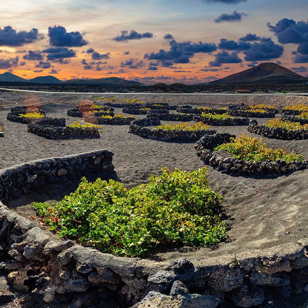 La Geria, con su tierra volcánica y sus viñedos, es uno de los escenarios naturales más espectaculares de Lanzarote.