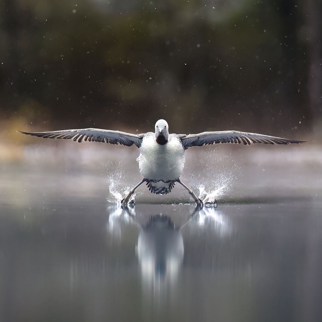 Un colimbo chico (Red‑throated Loon) aterriza con las patas hacia atrás sobre la superficie helada de un lago en Finlandia, como si fuera un hidroavión.