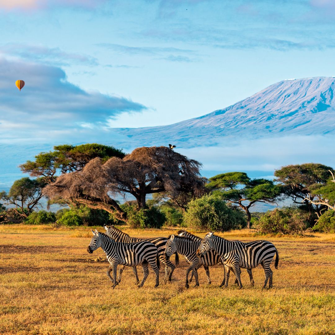 Cebras en el Parque Nacional de Amboseli, en Kenia