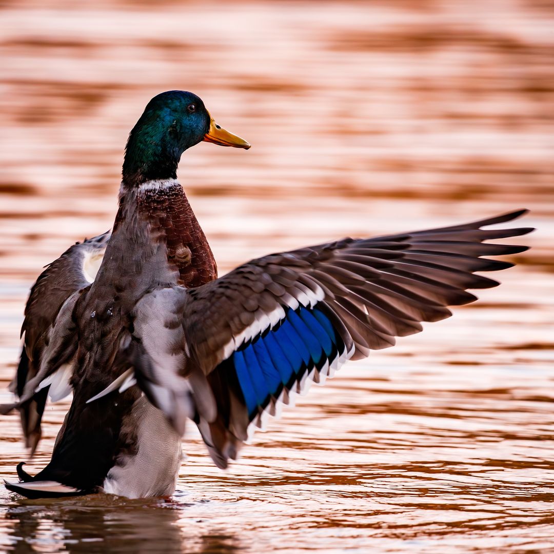 Pato Mallard macho secando sus alas en las lagunas de Ruidera, Ciudad Real