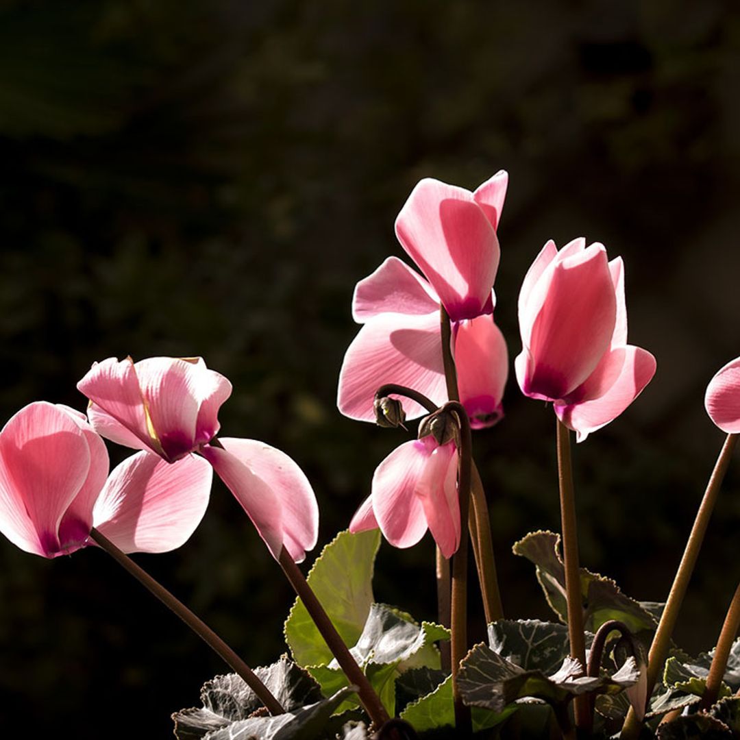 Las mejores plantas de interior con flor para los meses de frío