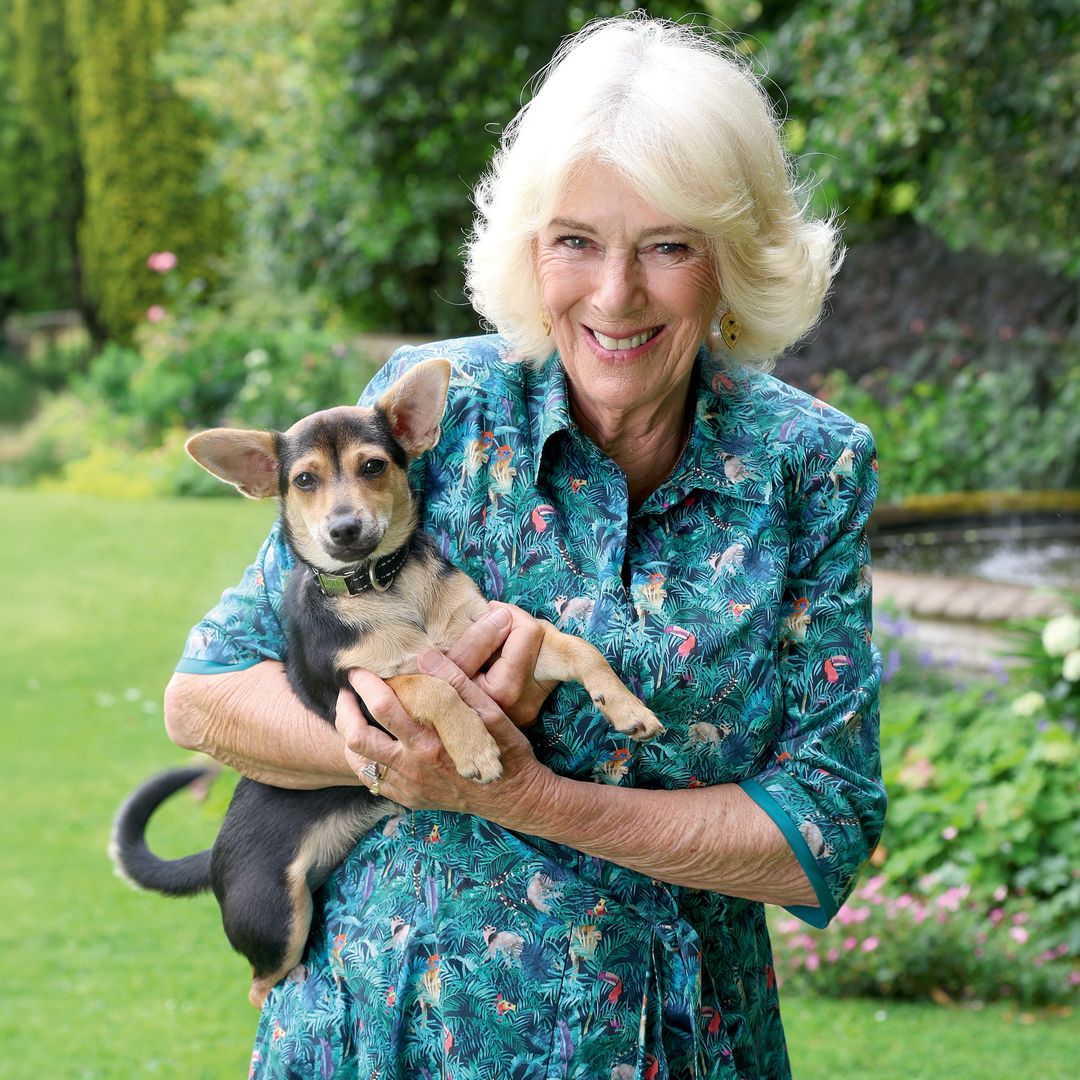 "Es muy traviesa": el divertido hábito de Moley, la perrita que adoptó la reina Camilla