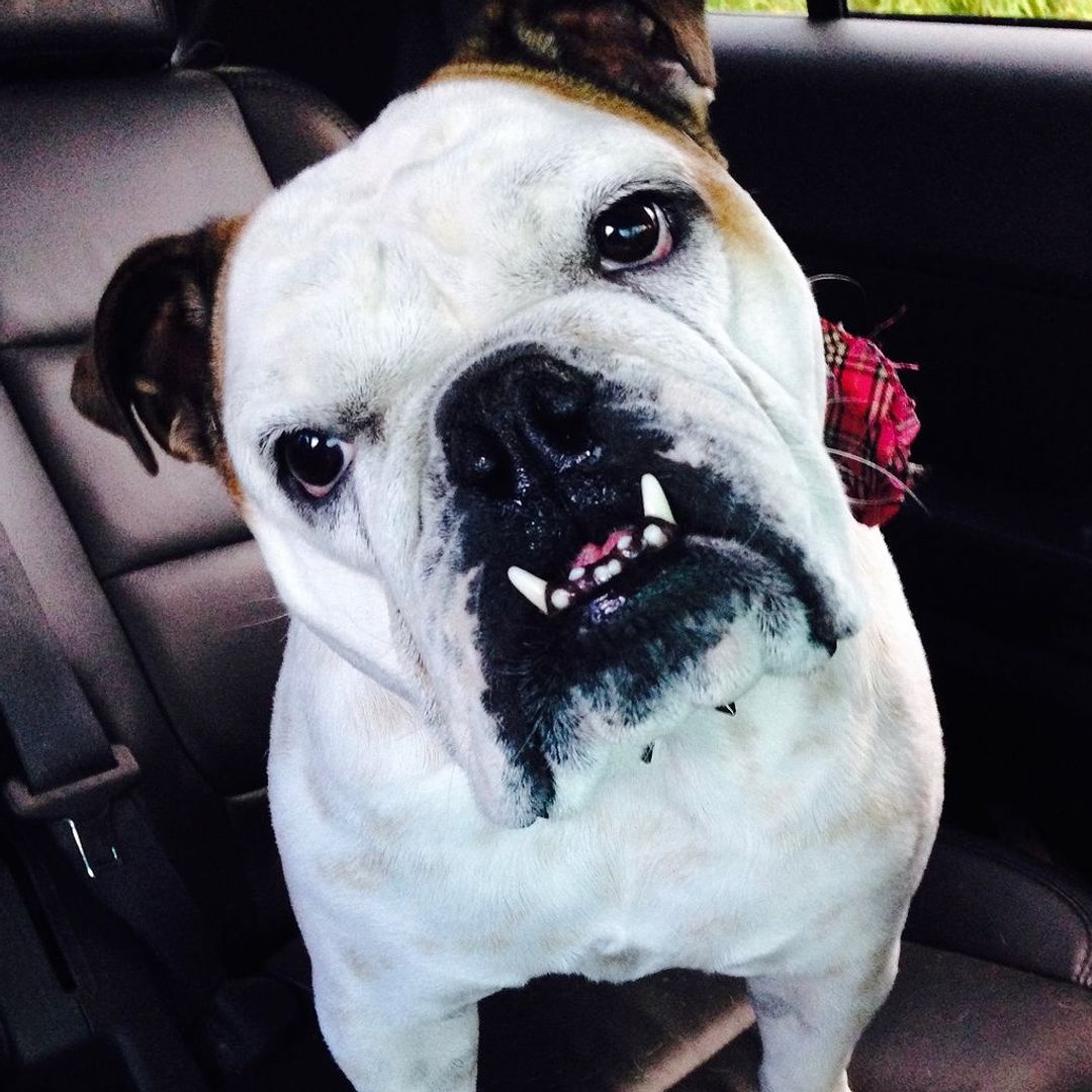 Fiona, la perrita de los Derbez