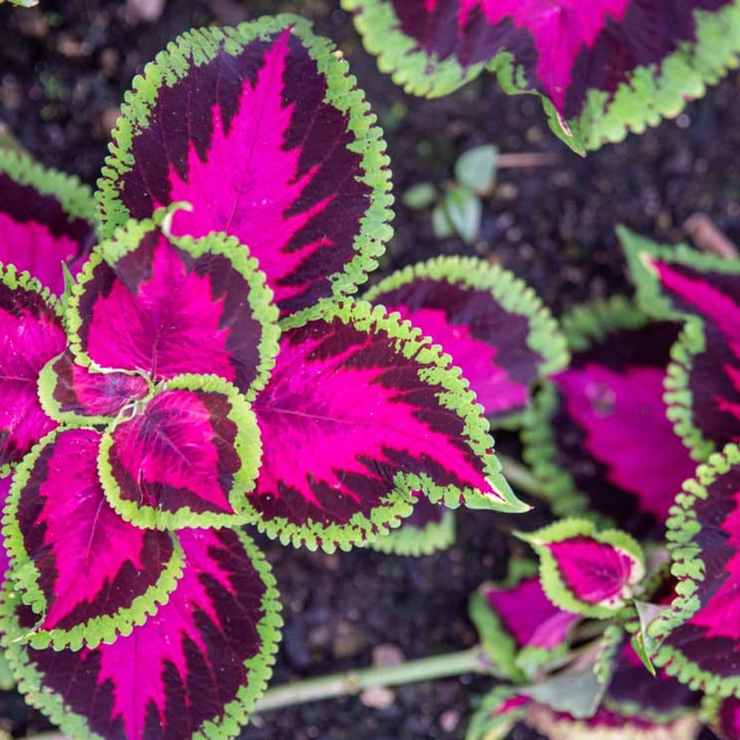 El cóleo, una planta tropical que llenará tu casa de color