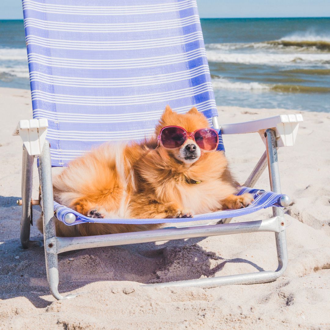 Los 5 mejores protectores solares para perros en spray: el truco definitivo para evitar quemaduras, sequedad e irritaciones