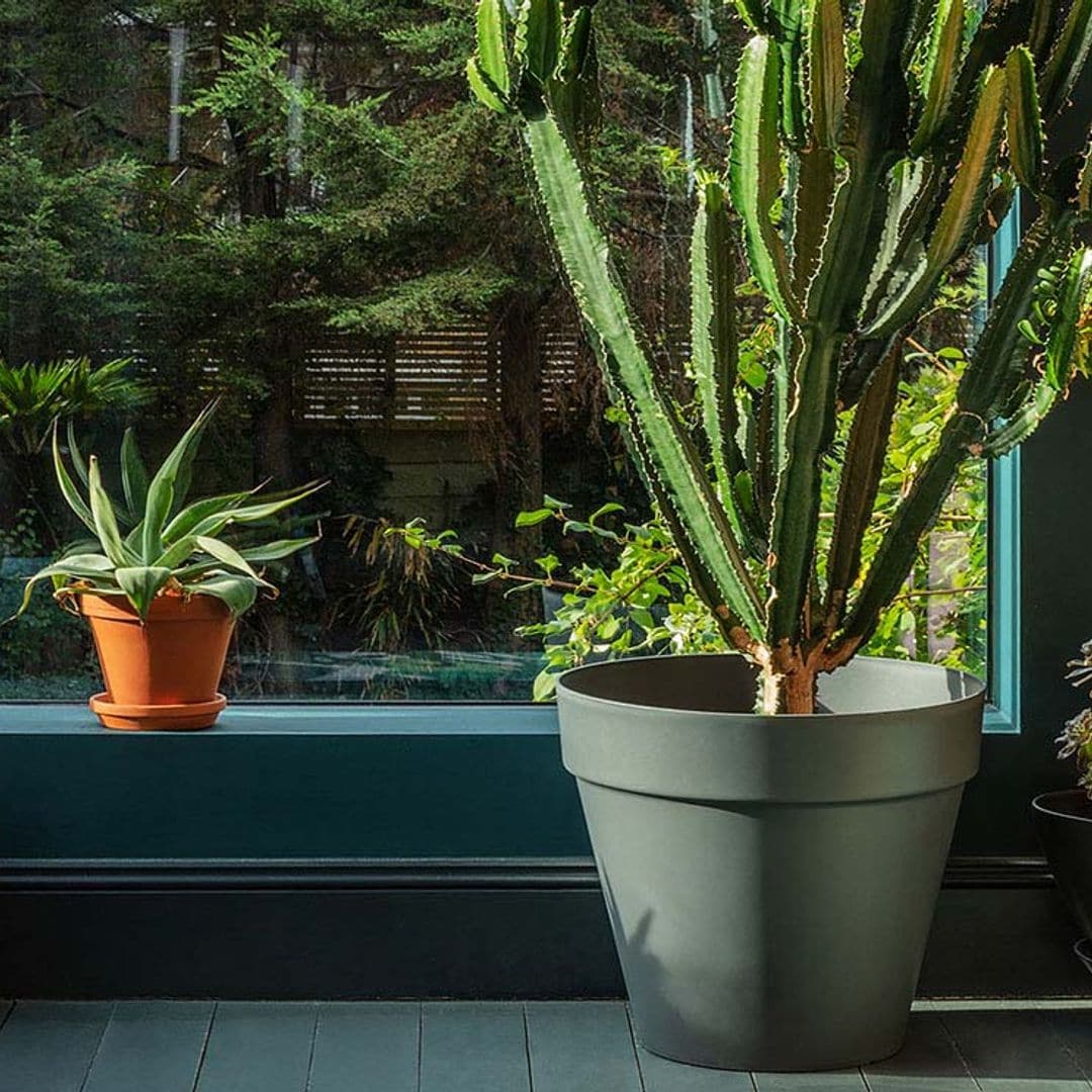 10 plantas de interior muy exóticas para decorar tu casa