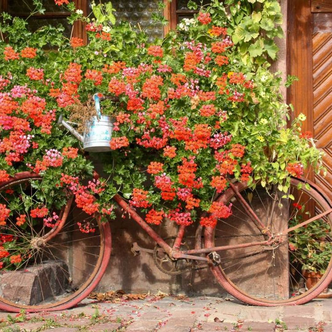 Flores bonitas que aguantan el calor del verano
