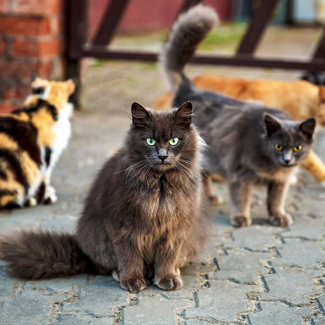 ¿Qué son los gatos comunitarios, según la nueva Ley de Bienestar Animal?