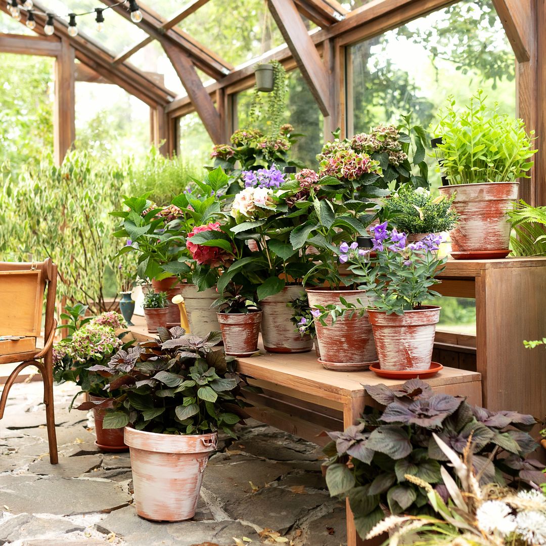 Plantas de interior en verano: cuáles son las que mejor se adaptan al calor y puedes sacar al exterior en julio y agosto
