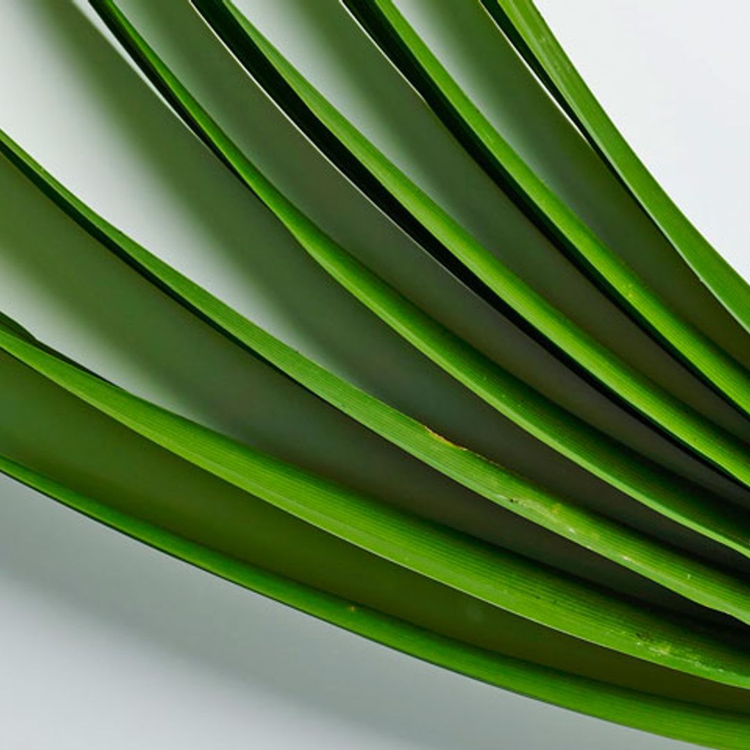 Descubre el pandan o pandano, el nuevo alimento de moda
