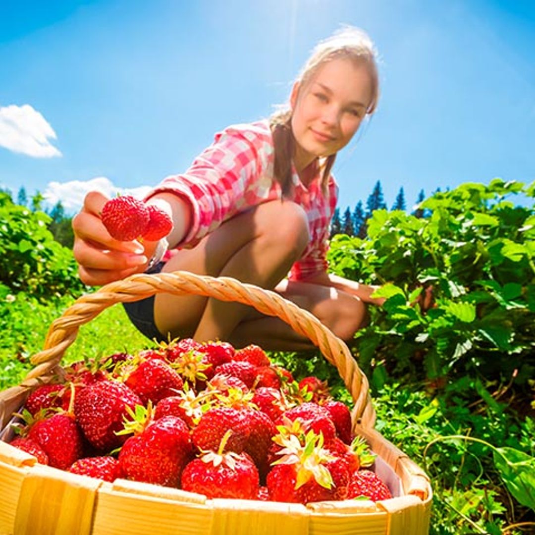 Es época de fresas y estos son sus beneficios
