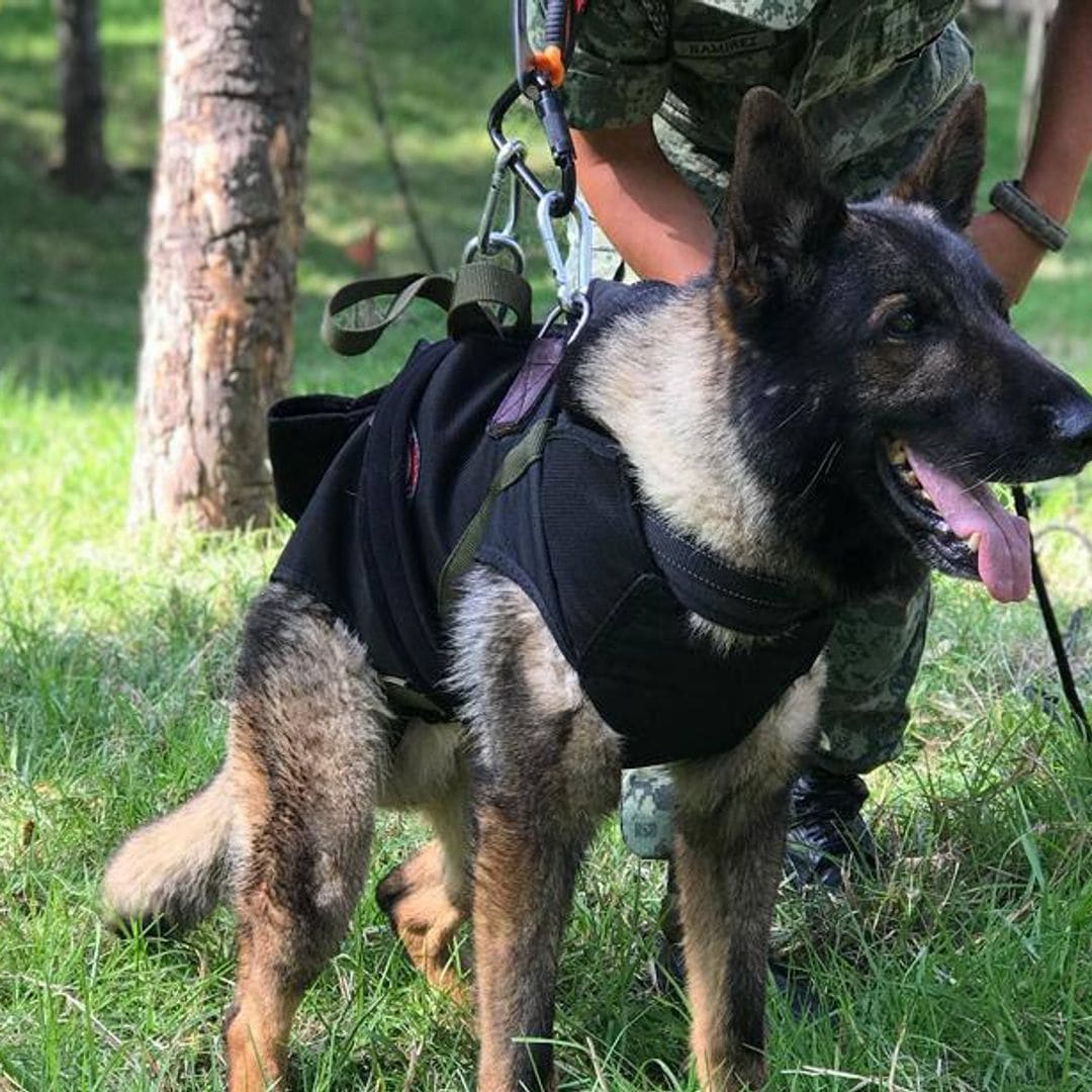 Muere Proteo, uno de los perros rescatistas de México enviado a Turquía