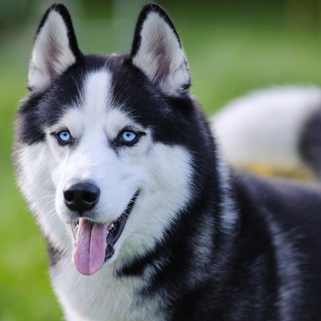 son los huskies los unicos perros con ojos azules