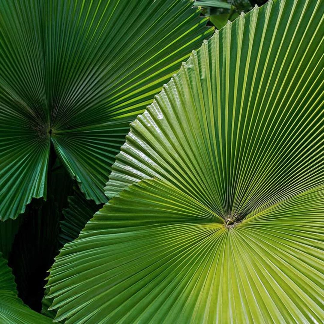 Así se cuida la considerada como la palmera más bella del mundo: 'Licuala grandis'