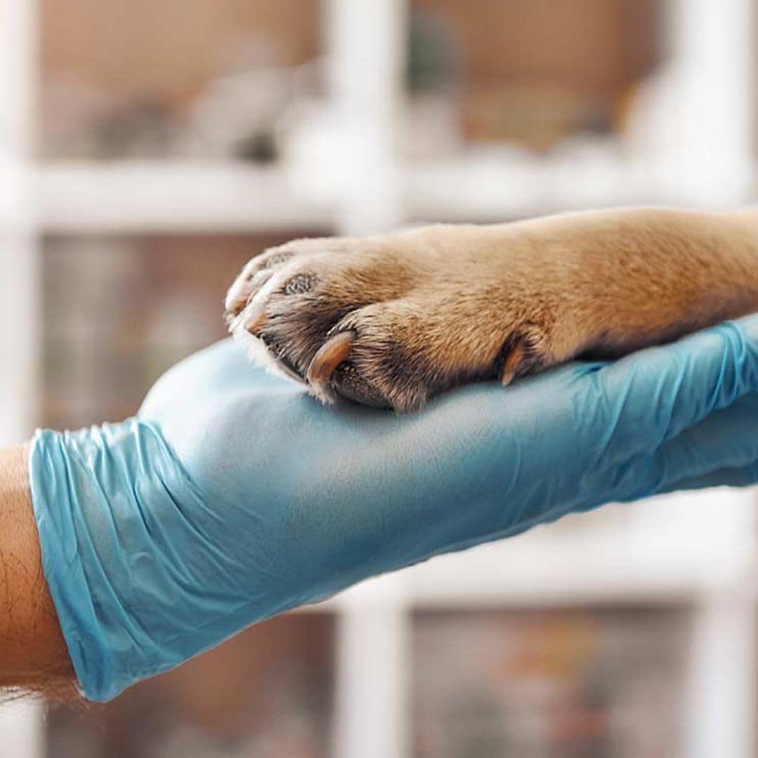 Confesiones de un veterinario: de las primeras vacunas al último sedante