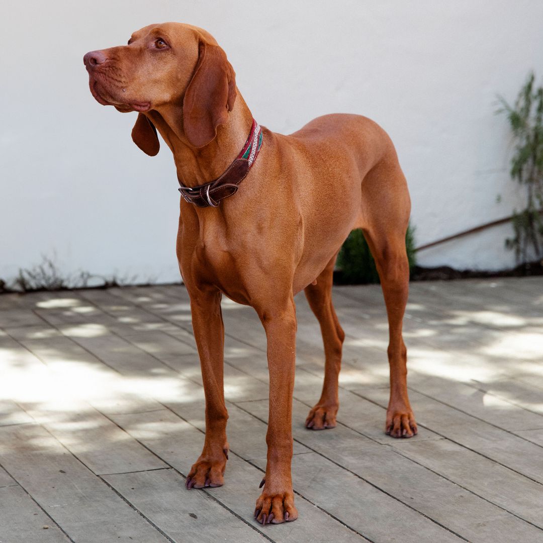 Máxima, la perrita de Eugenia Osborne