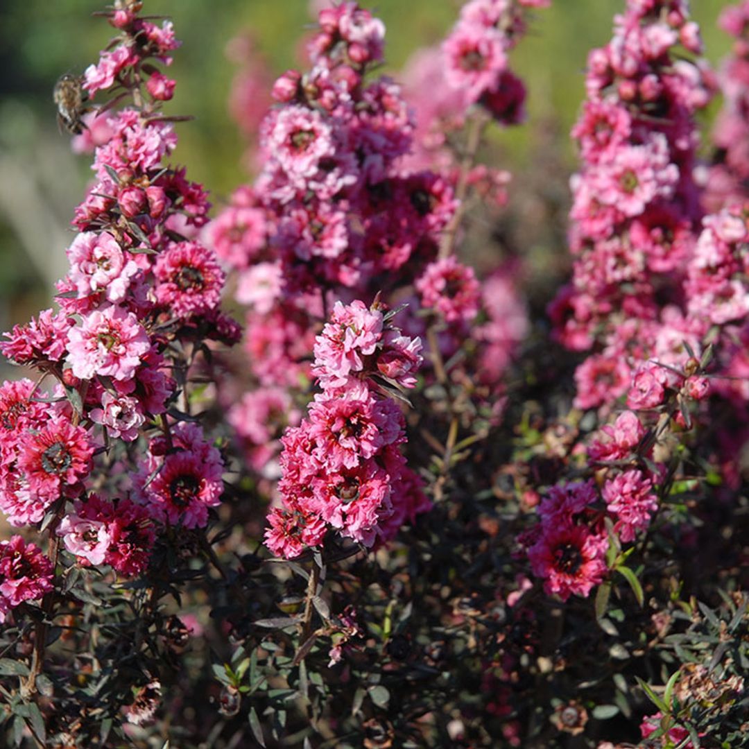 Descubre la belleza del Leptospermum, un arbusto colorido y muy fácil de cultivar