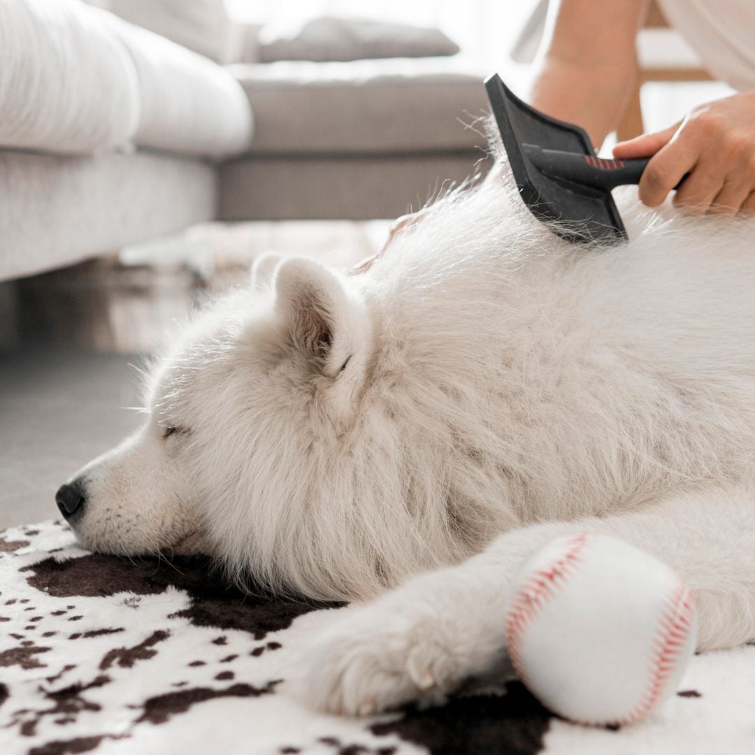 Si se le cae el pelo a tu mascota en otoño, así lo puedes evitar