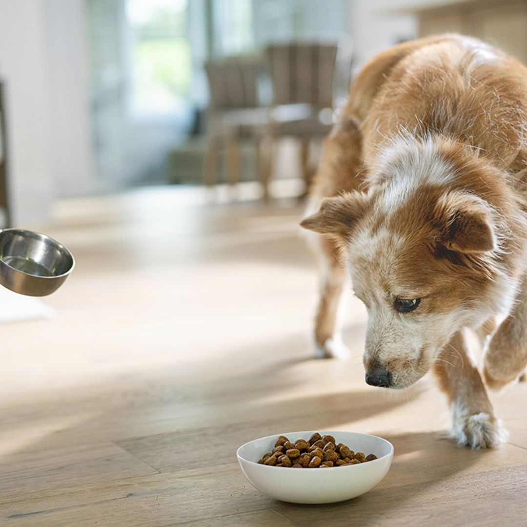 ¿Cómo saber cuál es la mejor comida para tu mascota?