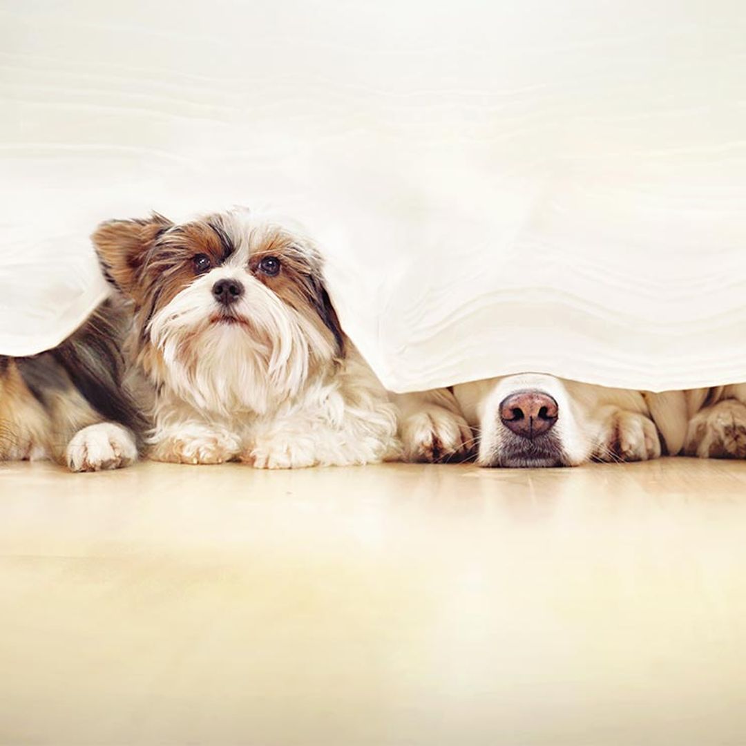 Cómo adiestrar a tu perro para vencer sus miedos