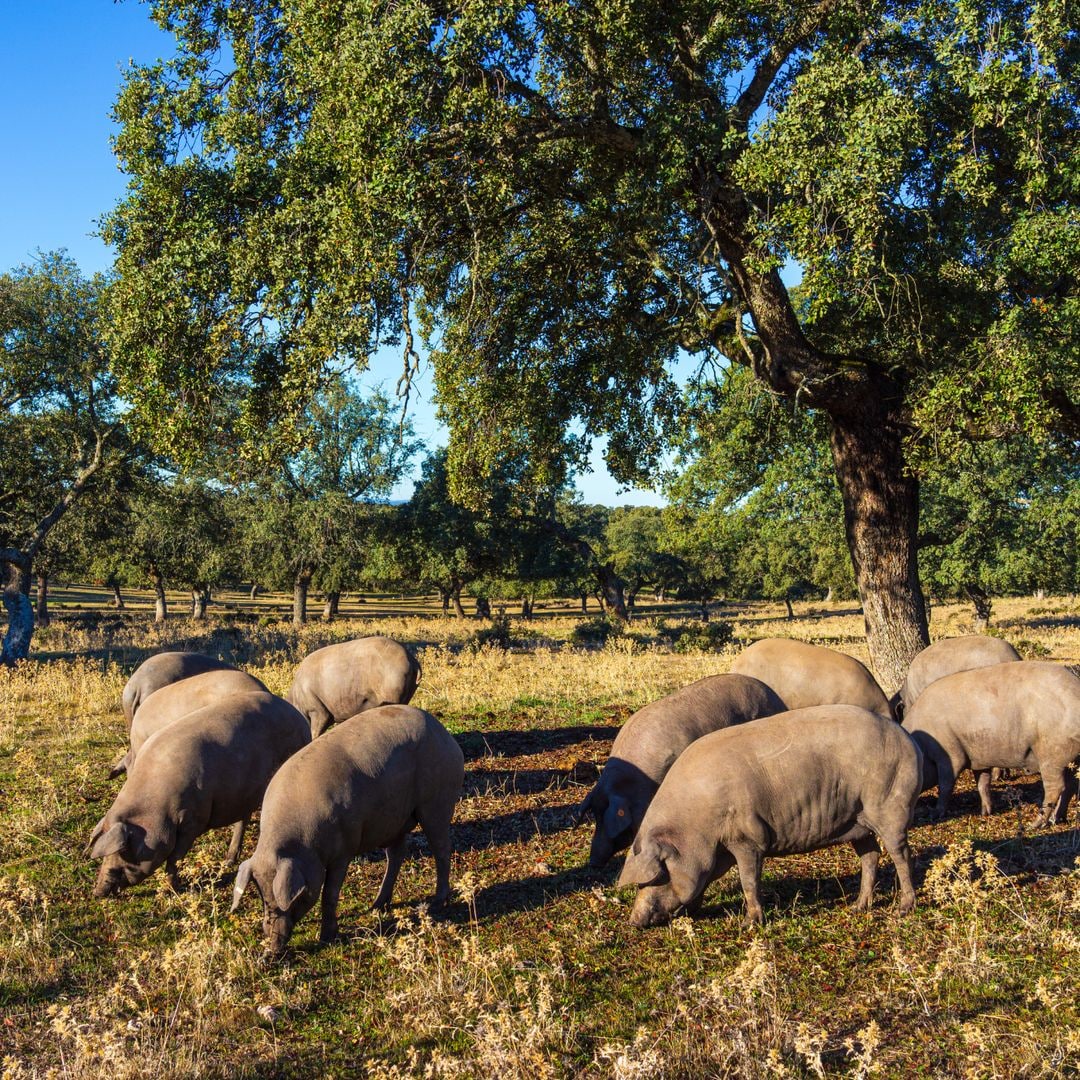 Cerdos en la dehesa de Los Pedroches, Córdoba