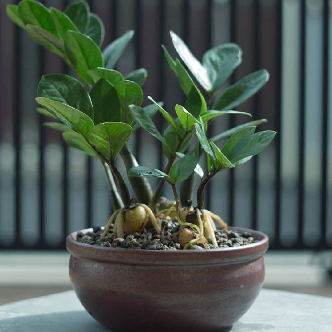 La zamioculca, una planta de interior todoterreno para decorar tu casa