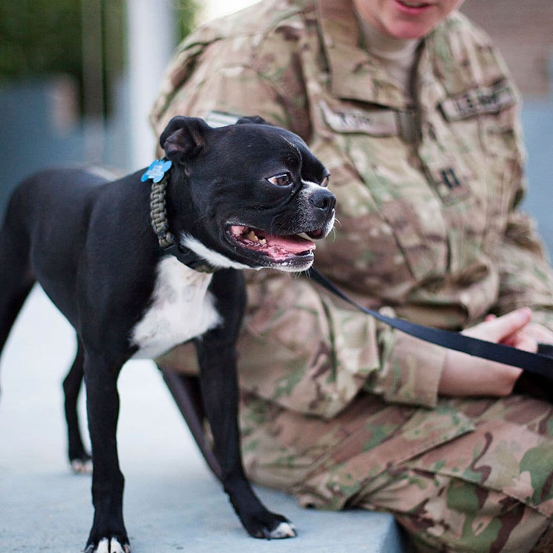 Boston Terrier: una de las mascotas más populares