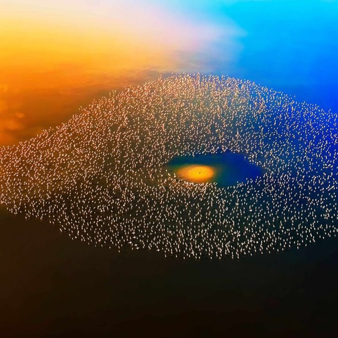 Una impresionante bandada de flamencos sobrevuela el atardecer en Kenia