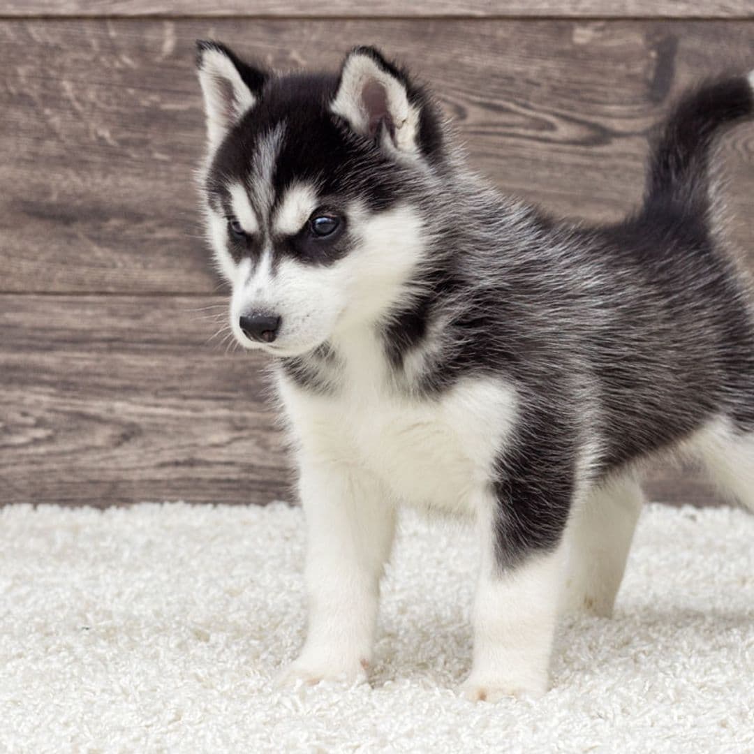 Husky siberiano, una raza de perro parecida al lobo, inteligente y fiel