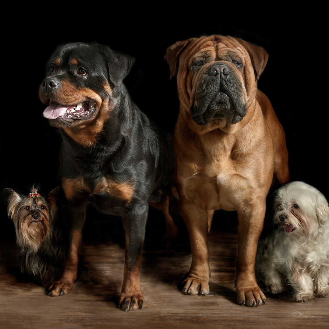 Un adiestrador profesional lo deja claro: estas razas de perro no son adecuadas para la mayoría de familias