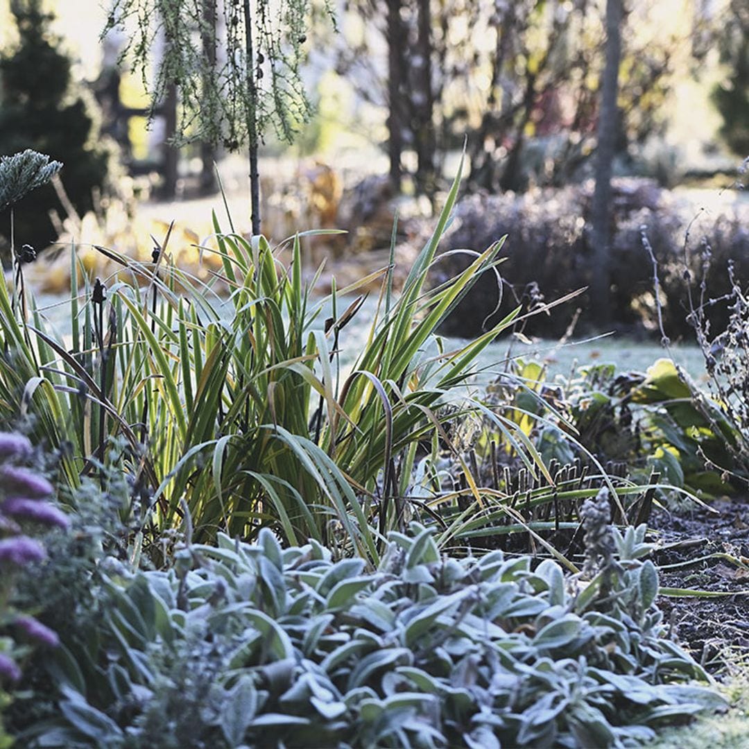 8 maneras de proteger tus plantas de las heladas y el frío
