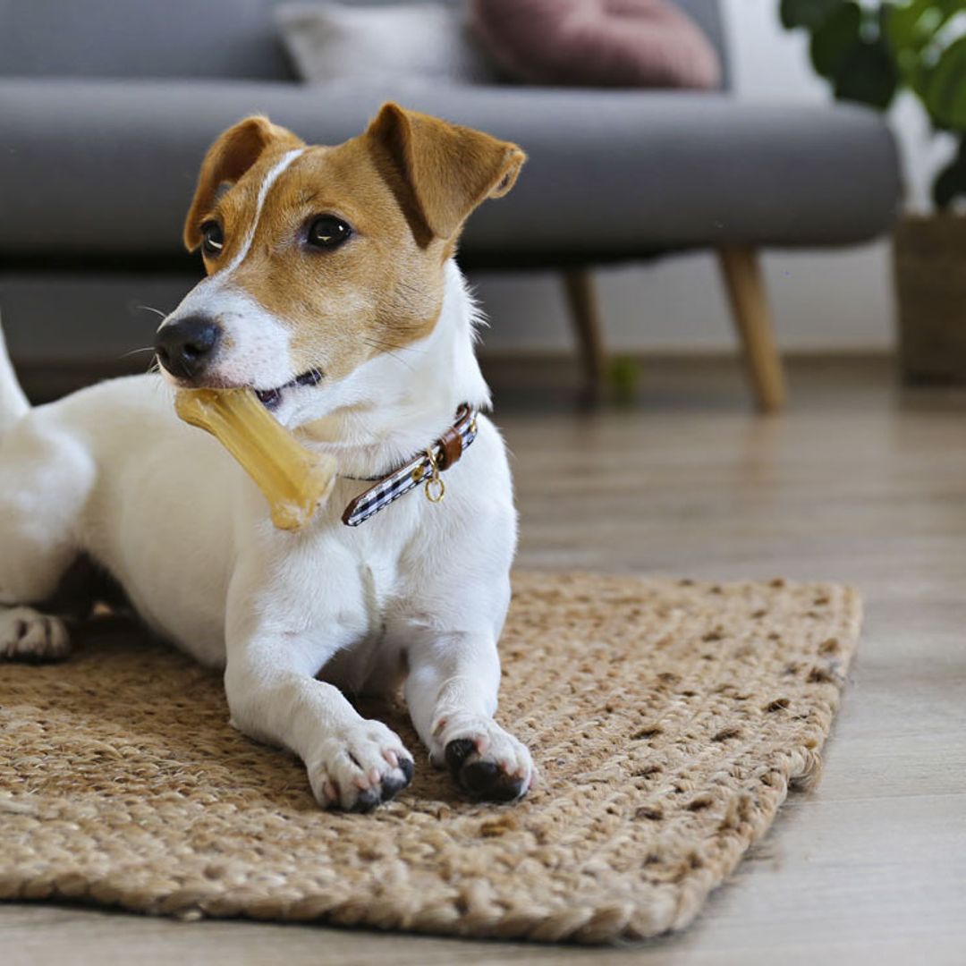 ¿Cómo puedo evitar que mi perro lo muerda todo?