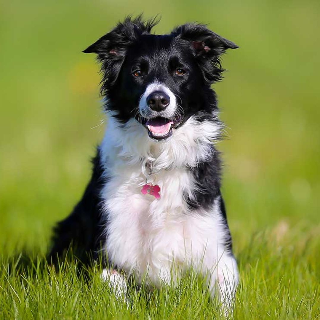 Perros que convierten en fenómenos virales sus divertidas ocurrencias