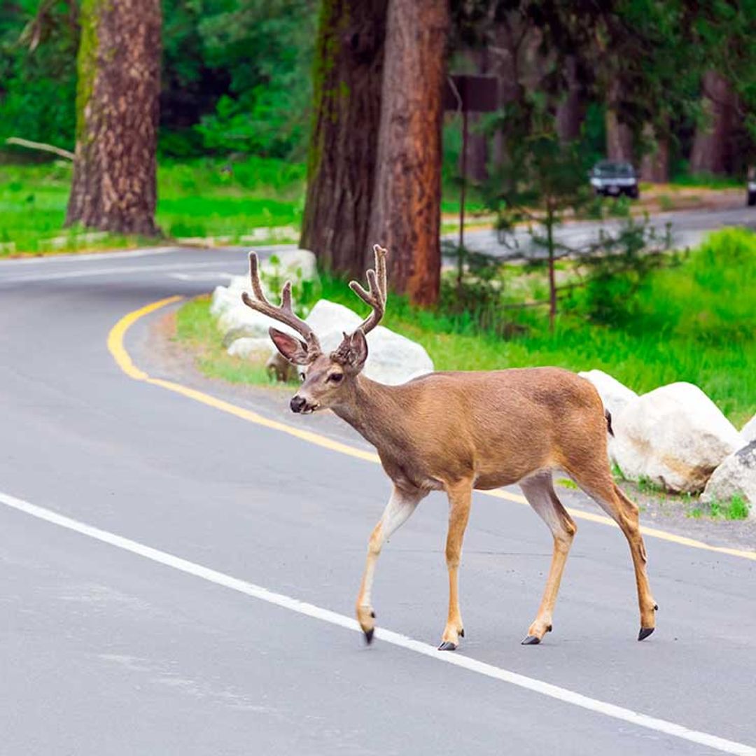 'Puentes verdes' o cómo evitar la muerte de miles de animales salvajes en las carreteras