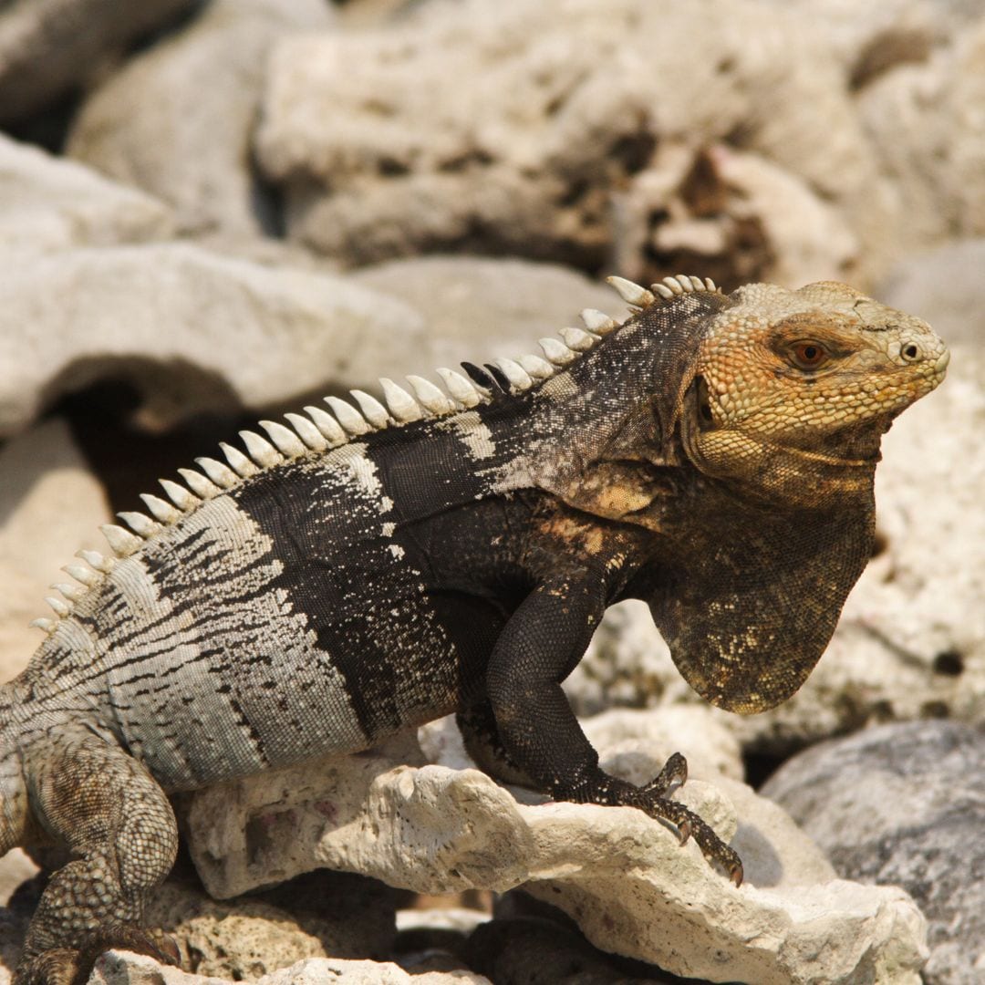 Iguana en el cayo Chachauate, en Cayos Cochinos, Honduras