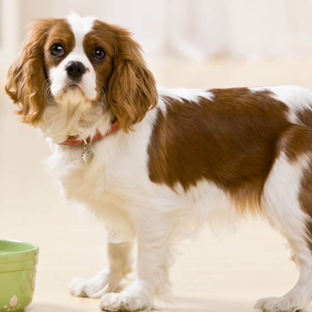 Claves para controlar la diabetes en los perros